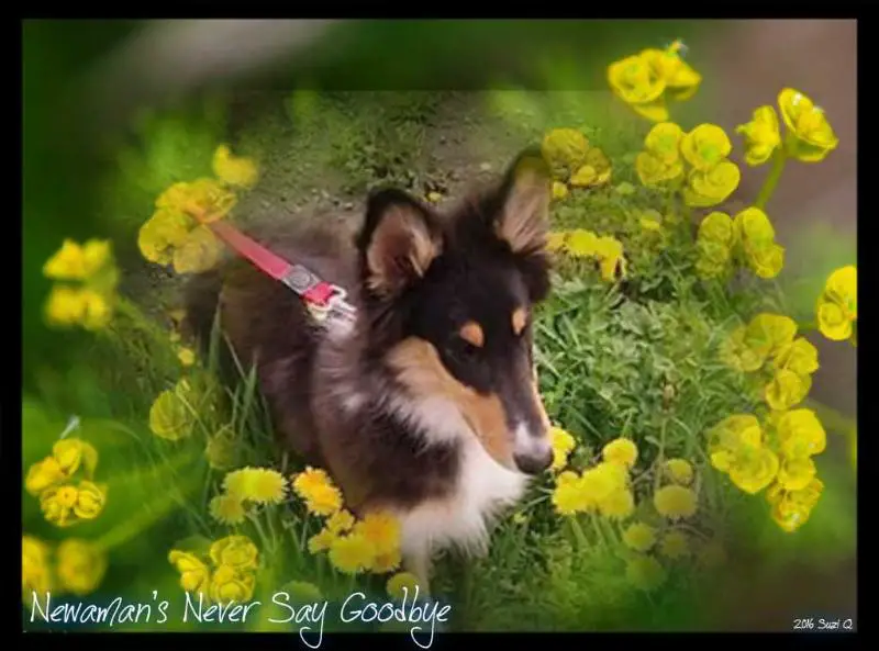 Newman's Never Say Goodbye