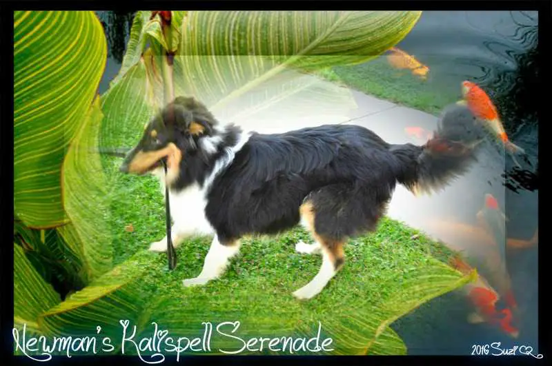 Newman's Kalispell Serenade