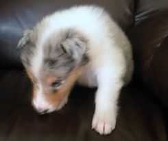 Northern Light's Maverick