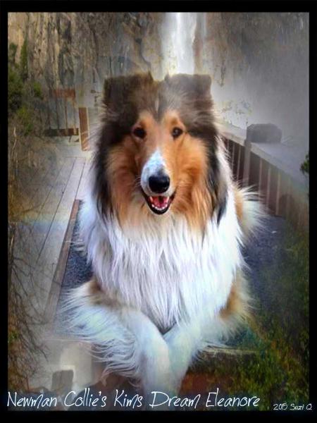 Newman Collies Kims Dream Eleanore