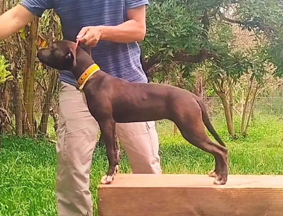 Beretta DJ New Roots da Terra de Gaya