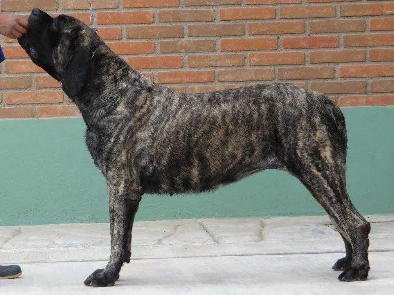 ROYAL BLOOD LUTTESA (FLORES/SANTIAGO)