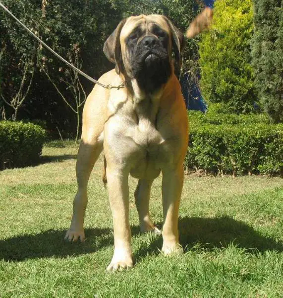 KARIM (ORDOÑEZ)