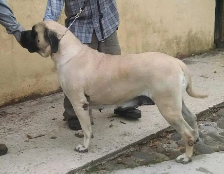 AFRODITA (FLORES)