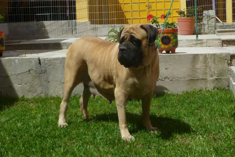 TOYA (TAPIA)