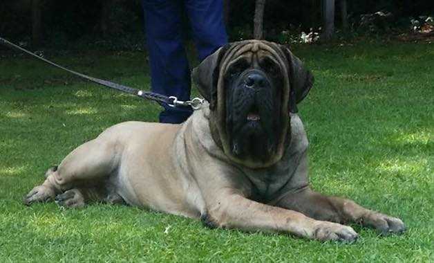 URSUS (GUTIERREZ)