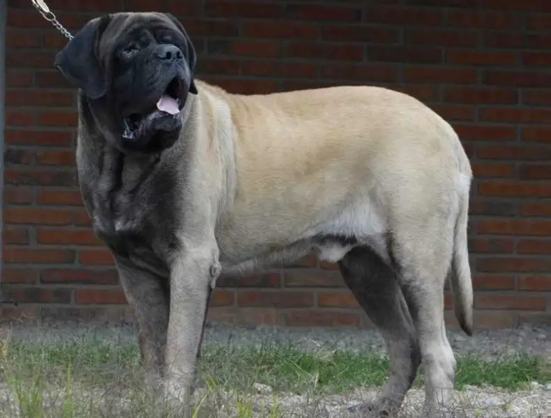 ROYAL BLOOD CLARKY