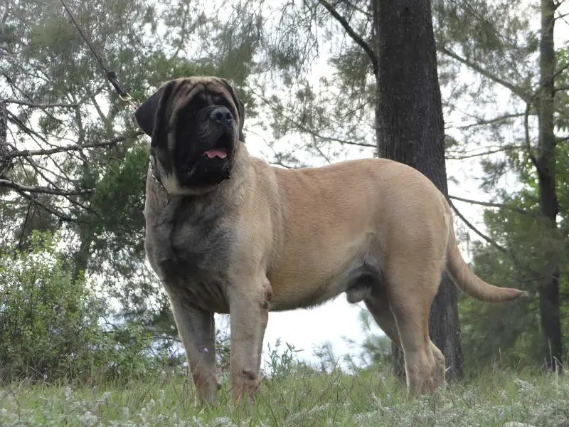 AL CAPONE (ORDOÑEZ)