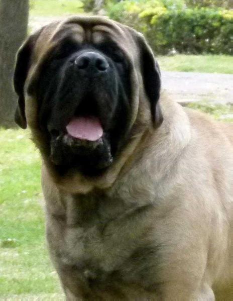 OTTO (FLORES)