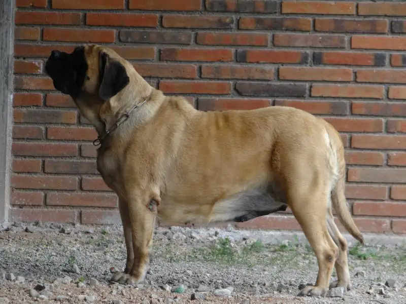 LA CHULE (ORDOÑEZ)