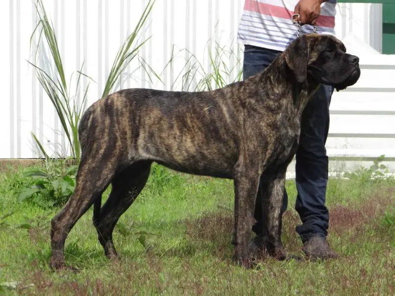 ARIA (SOLIS)