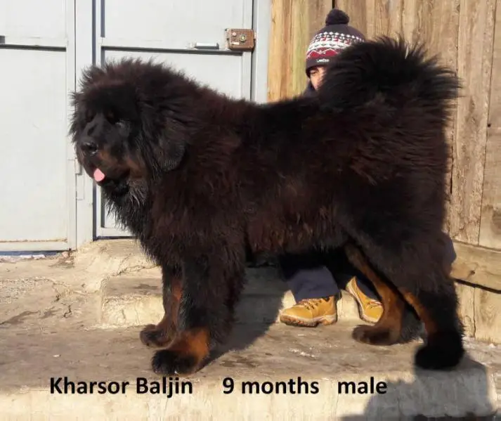 Kharsor Baljin