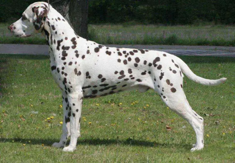 Laguna Dios Ranger Supreme