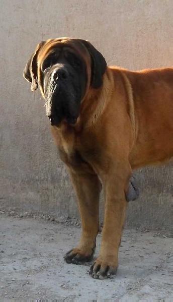 MARVELOUS MARVIN (ORDOÑEZ)
