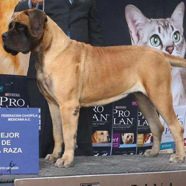 MARIETA (CORNEJO)