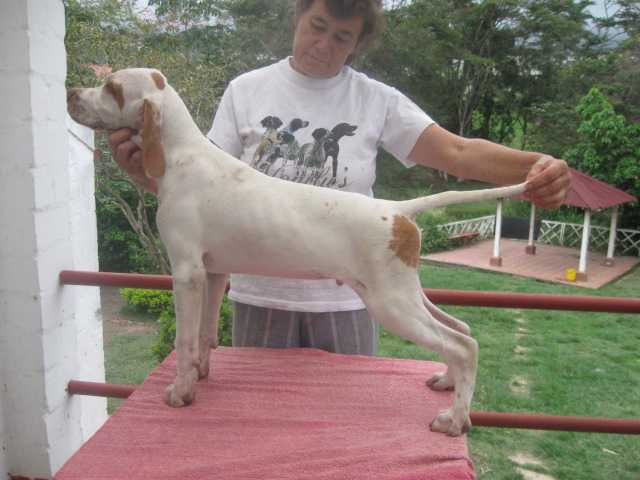 MONILUS ALADIN AI