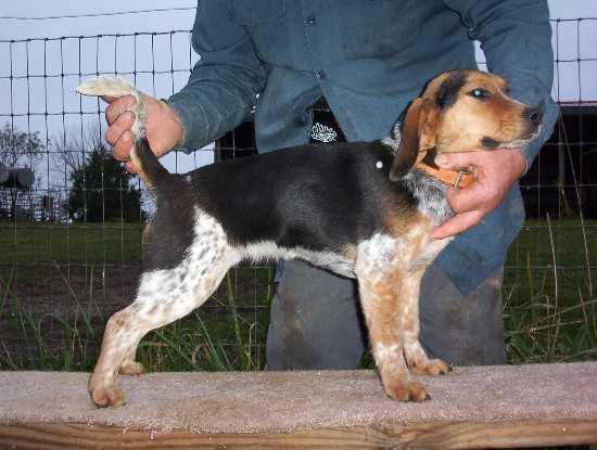 scroghams blue kennel