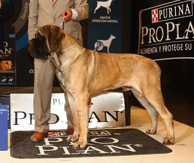 PASCAL (PEDRAZA)