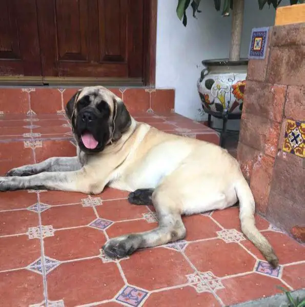 CARLO SLNKO ZEMPLINA OF KINGS MASTIFF