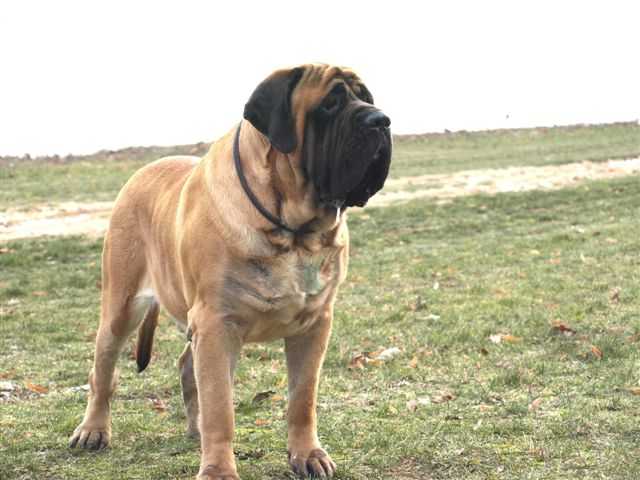 Dusty Slnko Zemplina