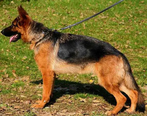 shiraz german shepherds