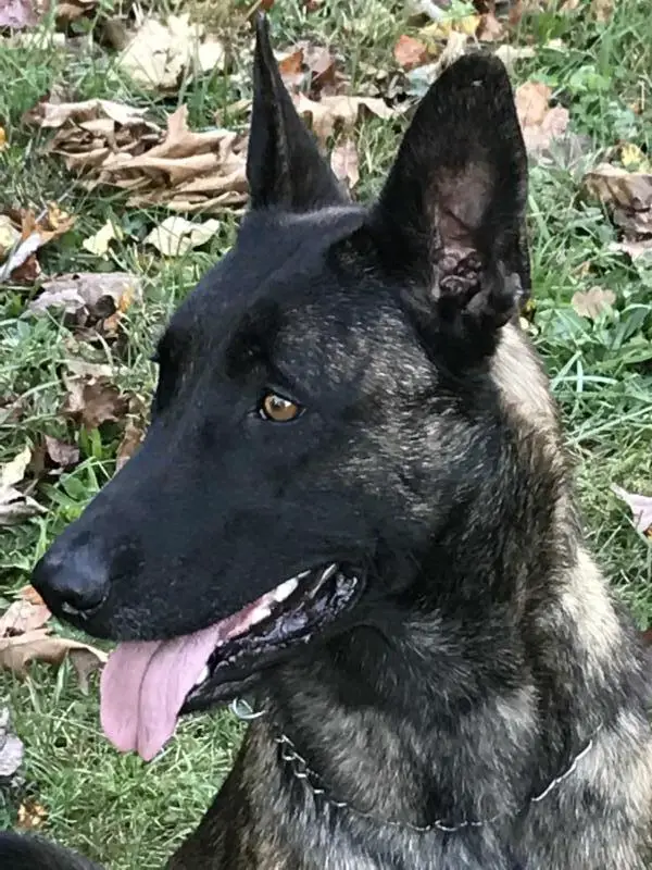 Shenandoah Xena