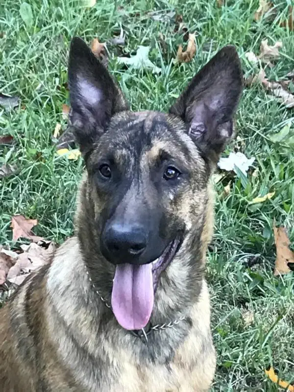 Shenandoah Jax