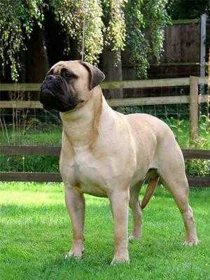 optimus bullmastiffs