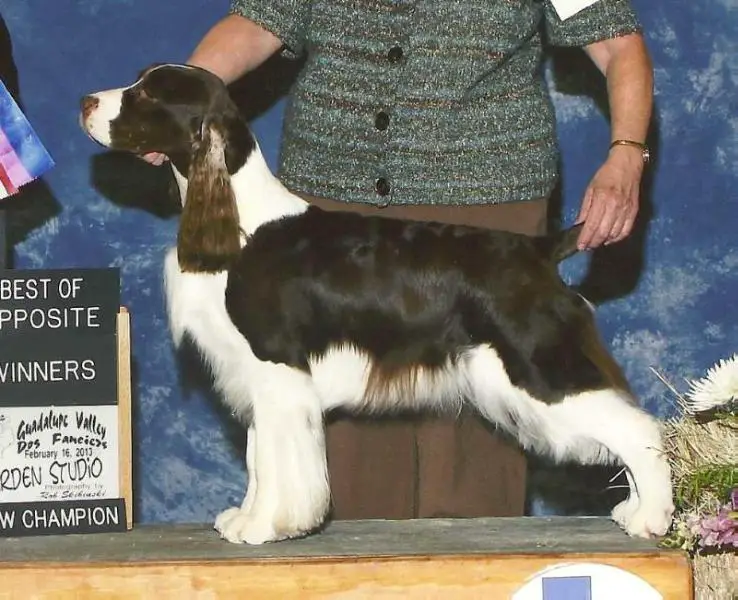 english springer spaniel pedigree database