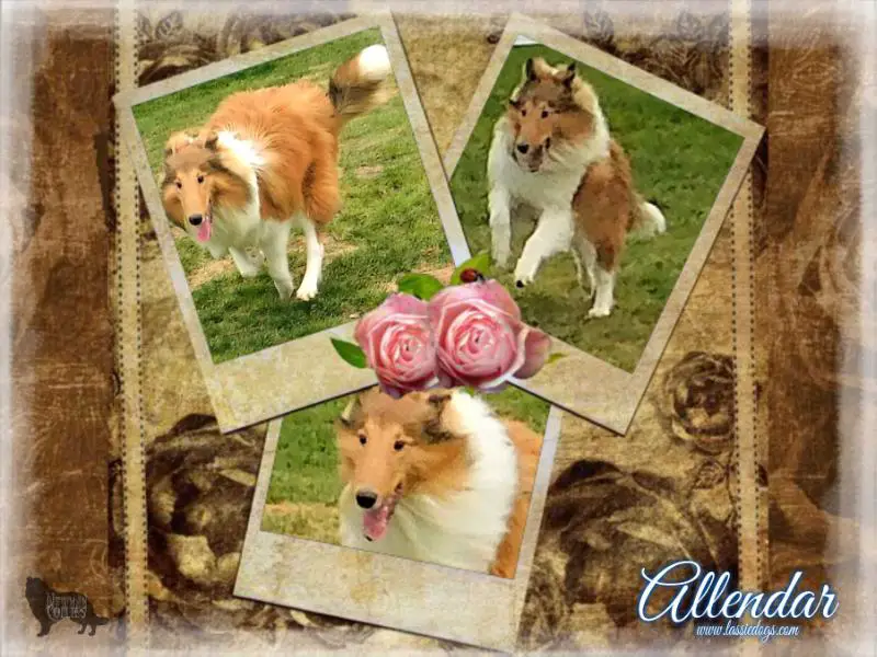 Newman's Allendar or Lost Acres