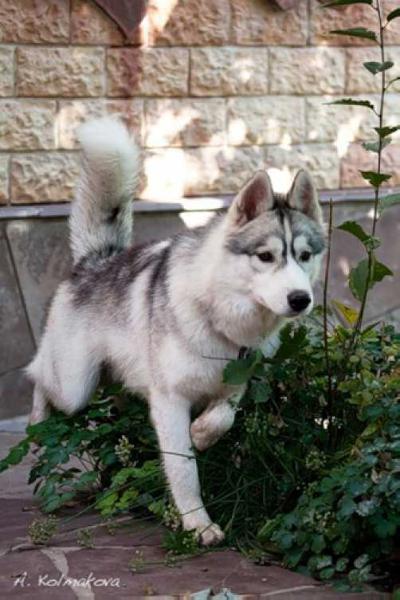 HUSKY HAVEN CHANCE FOR KAZAKHSTAN '2009'