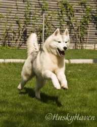 HUSKY HAVEN ESTIMATION OF SUCCESS
