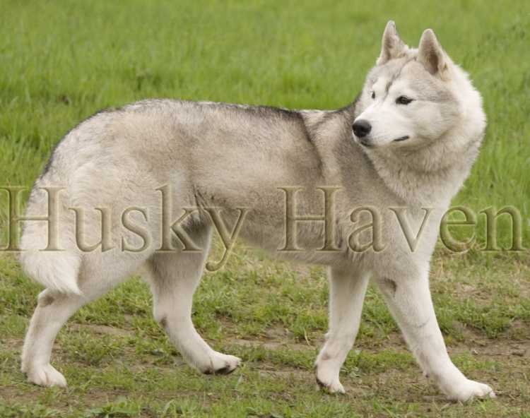 HUSKY HAVEN TEQUILA