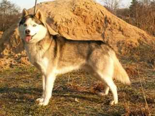 SERY KARDINAL S GOLUBOY ZVEZDY