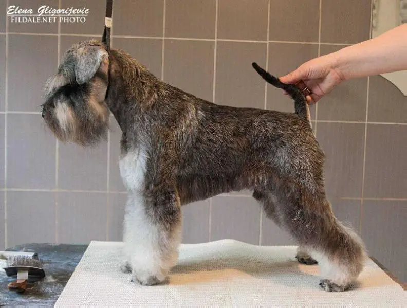 Dexter Vigdergauz