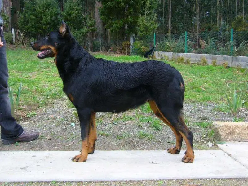 Branka des Assiers