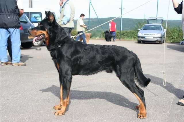 TYSON DE LA CASTE DU CLOS THOMAS