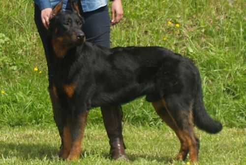 Imperator's Legacy Challenging Life
