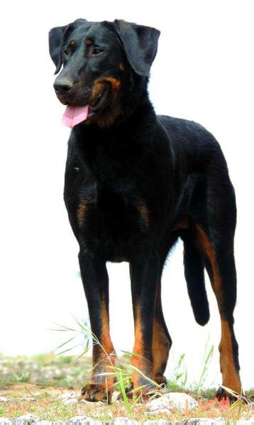 Imperator's Legacy Caprice des Dieux