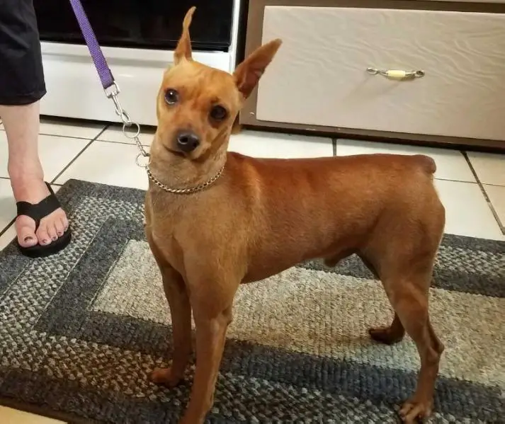 Wannabee Valentino