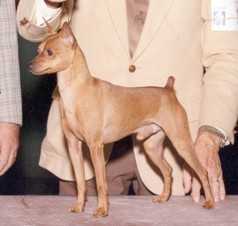 Ruffian's Starbuck