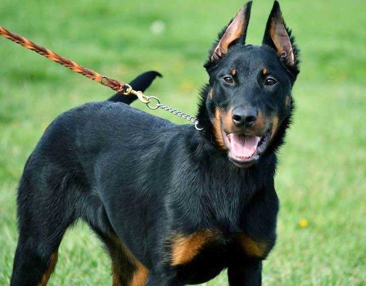 Arwen Rotterdog