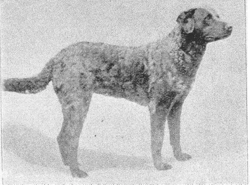 Pride AKC29521(Milbank's)