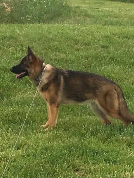 halo german shepherds