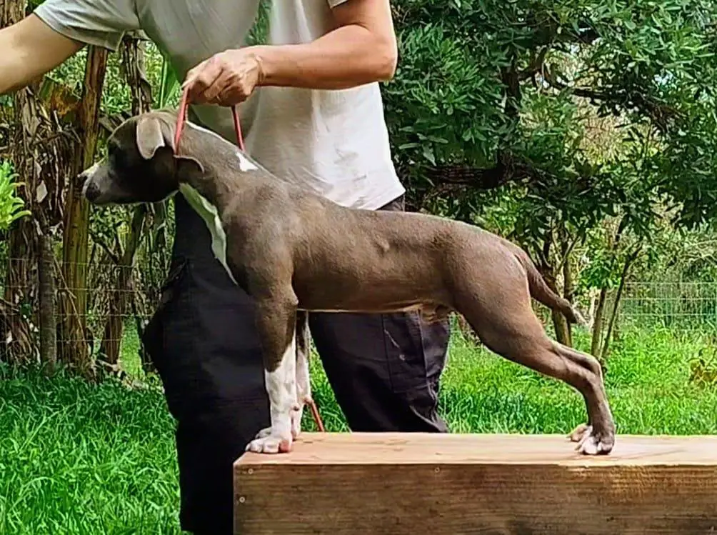 Dayo Jr DJ New Roots da Terra de Gaya