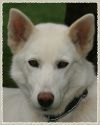 Howling Spirits Zoe