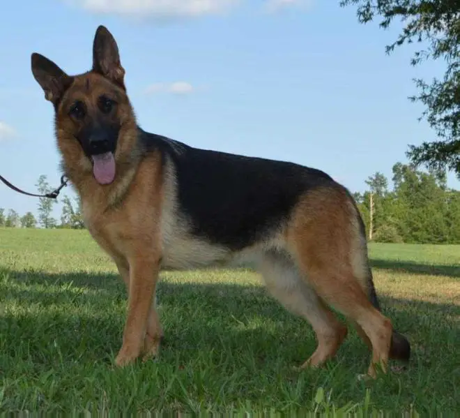 halo german shepherds