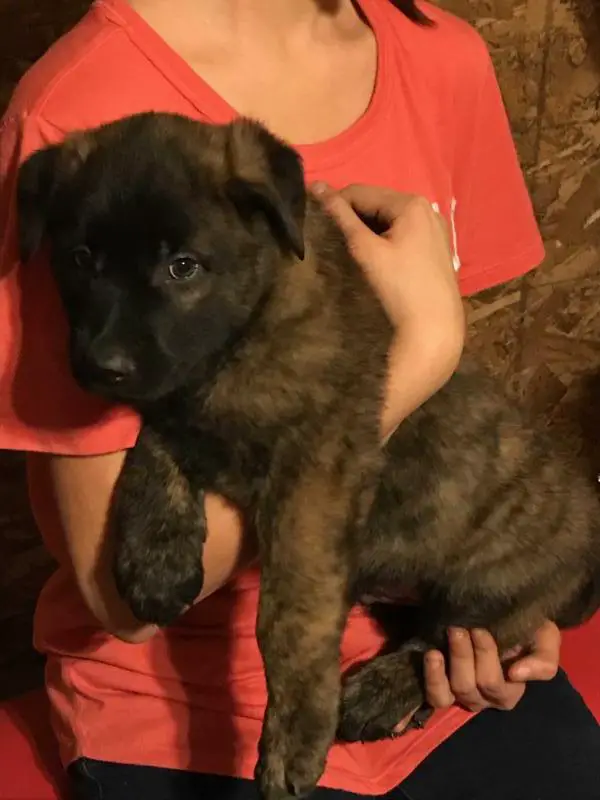 Shenandoah Koda