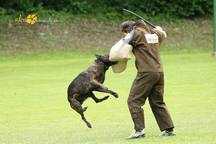 Centurio le Gladiateur
