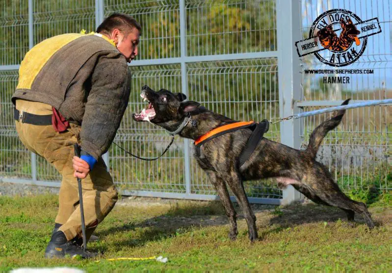 Hammer Fly Dogs Attak